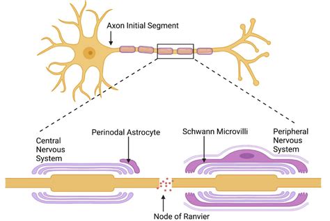 understanding nodes  ranvier   central  peripheral nervous
