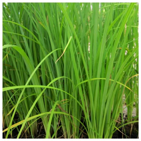 Carex Acuta Slender Tufted Sedge Marginal Aquatic Pond Plant