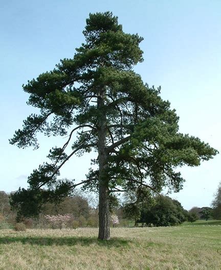 Trees Planet Pinus Nigra Maritima Corsican Pine