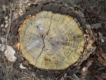 Plus de 5 images de Coupe Transversale Bûche De Bois et de Coupe