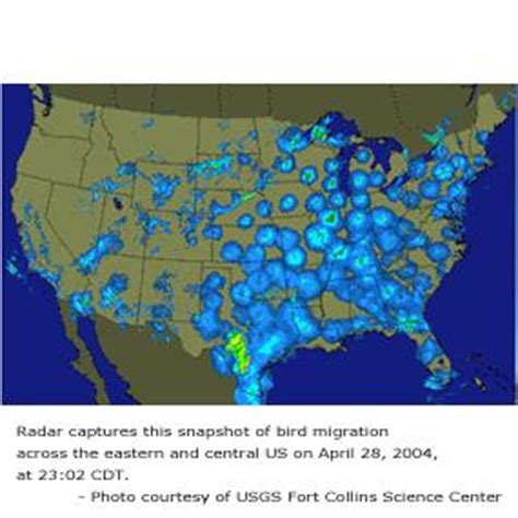 Tracking Migrating Birds | BirdNote