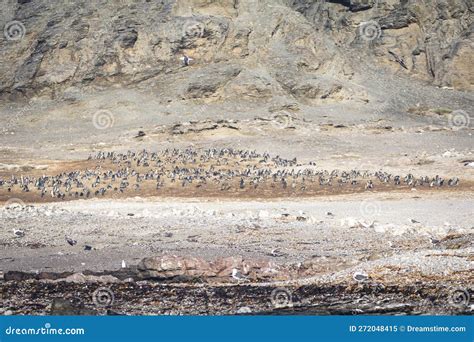 African Penguins Spheniscus Demersus On Halifax Island In Namibia