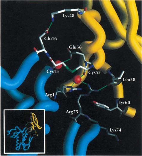 2 Bungarotoxin Subunit Interface Interface Residues Depicted Here