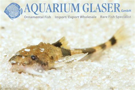 Hoplomyzon Sexpapilostoma Aquarium Glaser Gmbh