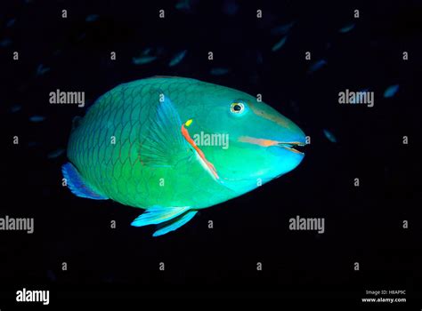 Stoplight Parrotfish Sparisoma Viride Bonaire Netherlands Antilles