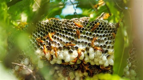 Close Up Shot Of Yellow Wasps Or Ropalidia Marginata Deadly Insects With Large Honeycomb And