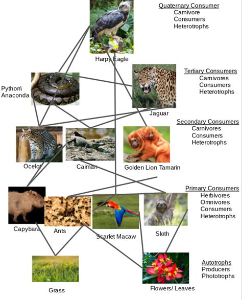 Food Web From The Rainforest