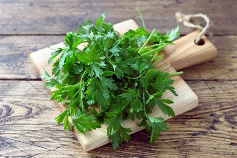 C Mo Conservar El Cilantro M Todos Efectivos