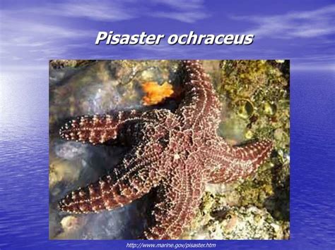 PPT - Pisaster ochraceus PowerPoint Presentation, free download - ID:4329766