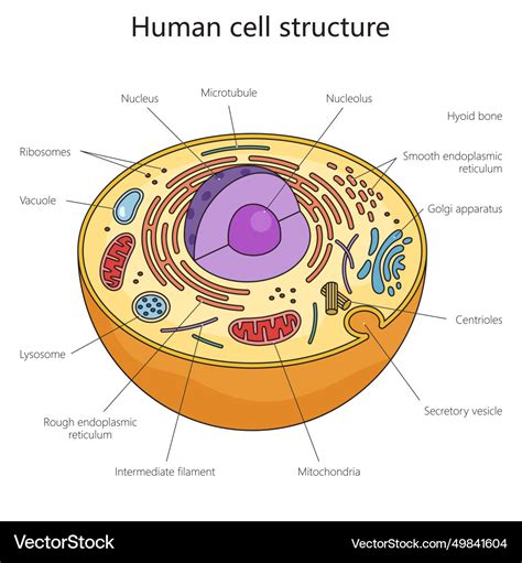 Menschliche Zellstruktur Diagramm Medizinische Wissenschaft