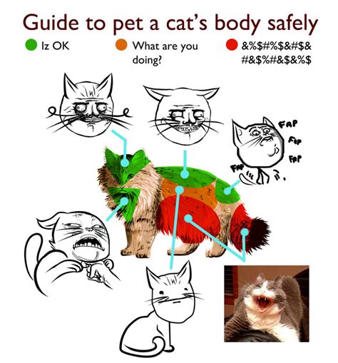 Meme of cat body parts by Dragona15 on DeviantArt