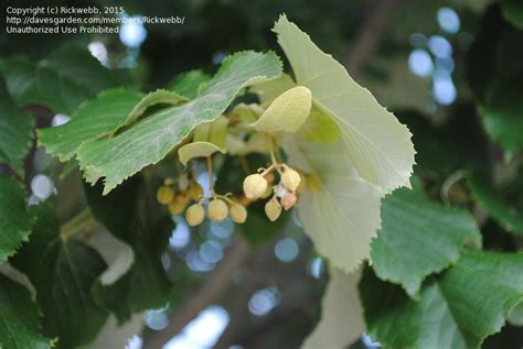 Plantfiles Pictures Tilia Species Silver Lime Silver Linden Tilia