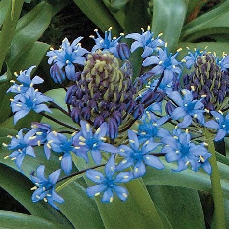 Scilla Bulbs | Wayside Gardens | Wayside Gardens