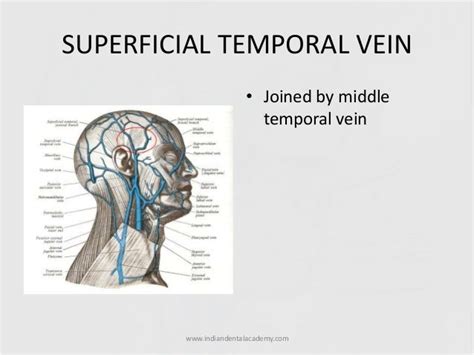 Veins Of Head Andneck Certified Fixed Orthodontic Courses By Indian