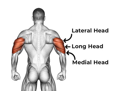 5 Effective Barbell Exercises For Tricep Lateral Head - Build Strong ...