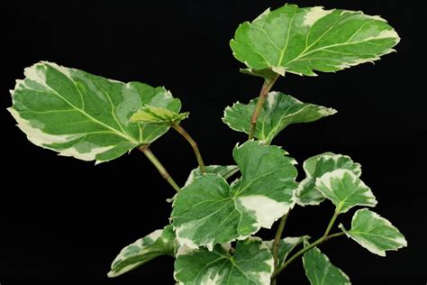 Shield Aralia Polyscias Scutellaria