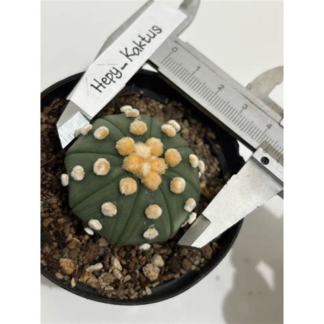 Jual Kaktus Astrophytum Ooibo Astro Oibo Mohon Baca Deskripsi