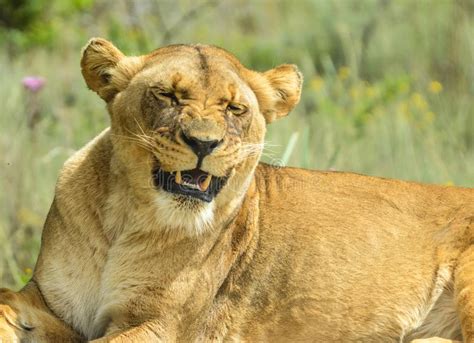 Lioness With Scar Stock Image Image Of Lying Endangered 54208863