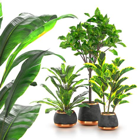 Ficus And Spathiphyllum Indoor Plant Collection Free 3d Model Cgtrader