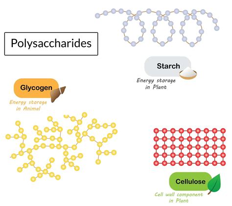 Carbohydrates | GCSE Biology Revision