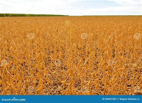 Soybean Field Being Harvested Stock Image Image Of Working Feeding