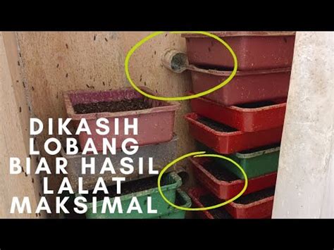 TIPS PUPA MENJADI LALAT BSF SEMPURNA DAN MAKSIMAL YouTube