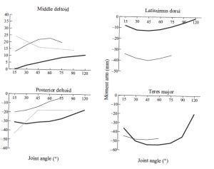 Mejores máquinas para Entrenar Espalda según la ciencia