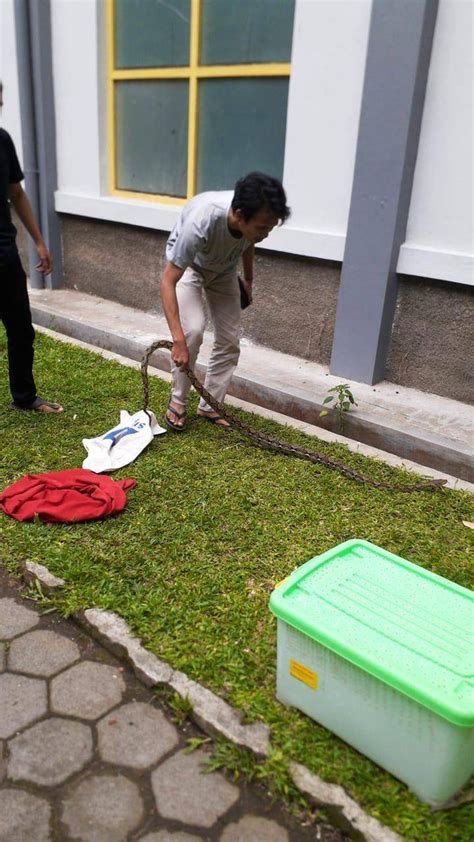 Ugm Fess On Twitter Sudah Tertangkap Ugm Fess