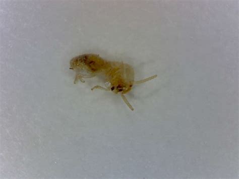 tiny termites - Foothill Sierra Pest Control