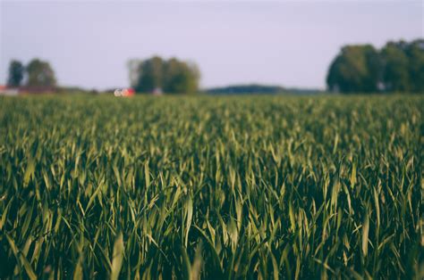 Free Images Countryside Crop Cropland Farm Farmland Field Grass