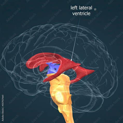 Anatomy of the basal ganglia Stock Illustration | Adobe Stock