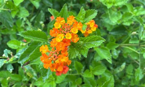 5 Reasons To Grow Texas Lantana Lantana Urticoides Native Backyards