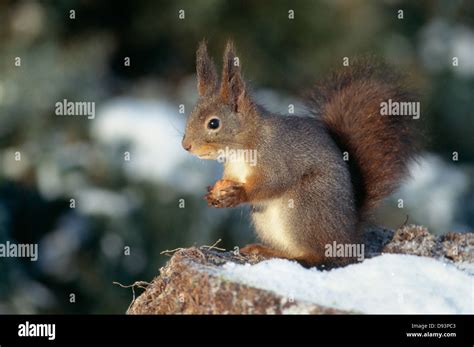 Squirrel standing in snow Stock Photo - Alamy