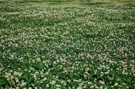 A Field Of Clover Stock Photo Image Of Gentle Leisure 1052796