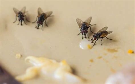 Professional Flies Control Service | Advance Pest Management