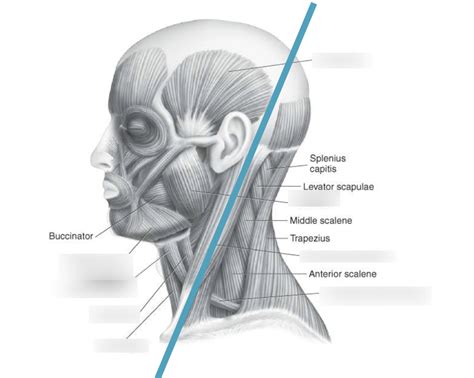 Soft Tissue Neck Musculature Of The Neck Anterior Triangle 1 Diagram