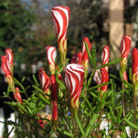 Oxalis Versicolour Bulbs (Special Variety) - Woodland Bulbs