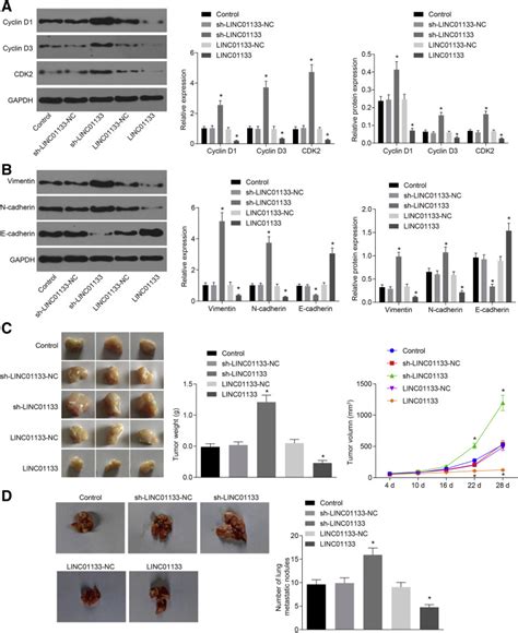 Long Noncoding Rna Linc Confers Tumor Suppressive Functions In