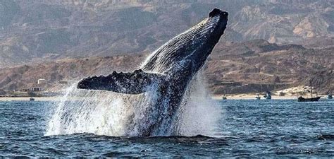 Insólito Ballena jorobada aparece en la costa del Callao y sorprende