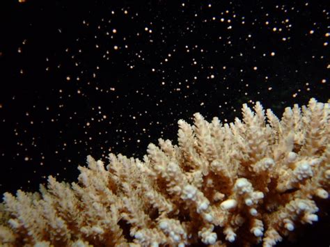 Coral Spawning 2022 Marine Discoveries