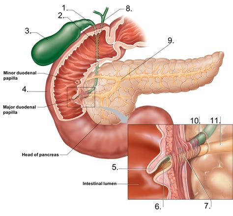 Features Of The Liver Gallbladder And Pancreas Diagram Quizlet