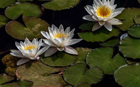 Exploring Edible Pond Plants In The Uk Diapteron Shop