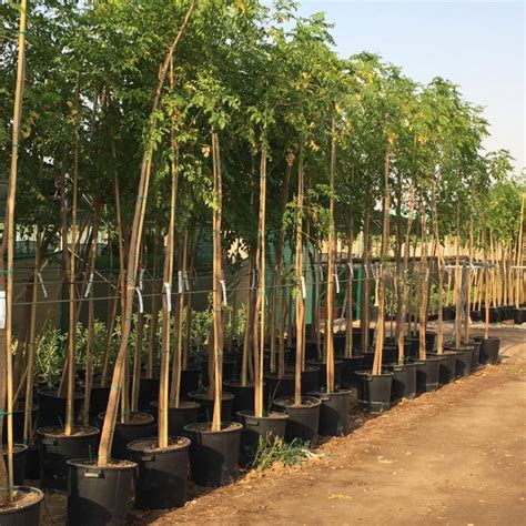 Millingtonia Hortensis Tree Jasmine Buy Online Green Souq Uae