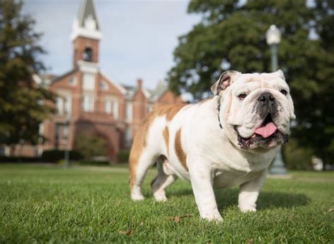 Drake welcomes new live mascot Griff - Drake University Newsroom