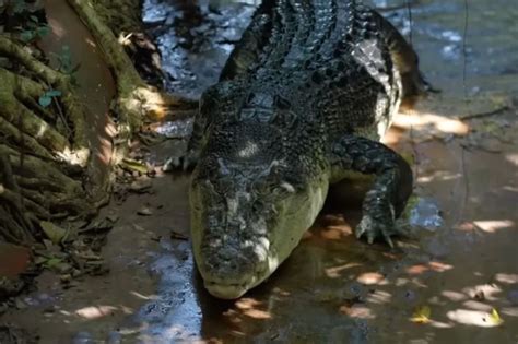 Passing of Cassius, world's largest crocodile in captivity