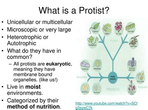 Ppt What Is A Protist Powerpoint Presentation Free Download Id1817446