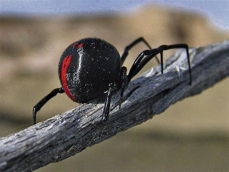 Araña viuda negra: Carácterísticas, picadura, veneno, sintomas y más