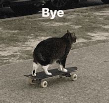 Skateboard Meme GIFs | Tenor