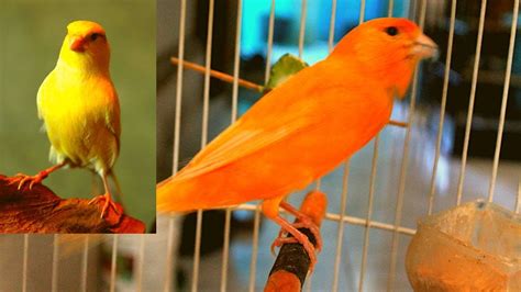 canary jantan warna sunkist youtube