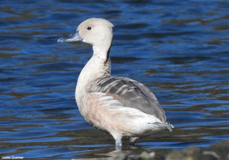 Dendrocygne Fauve Dendrocygna Bicolor Fulvous Whistling Duck